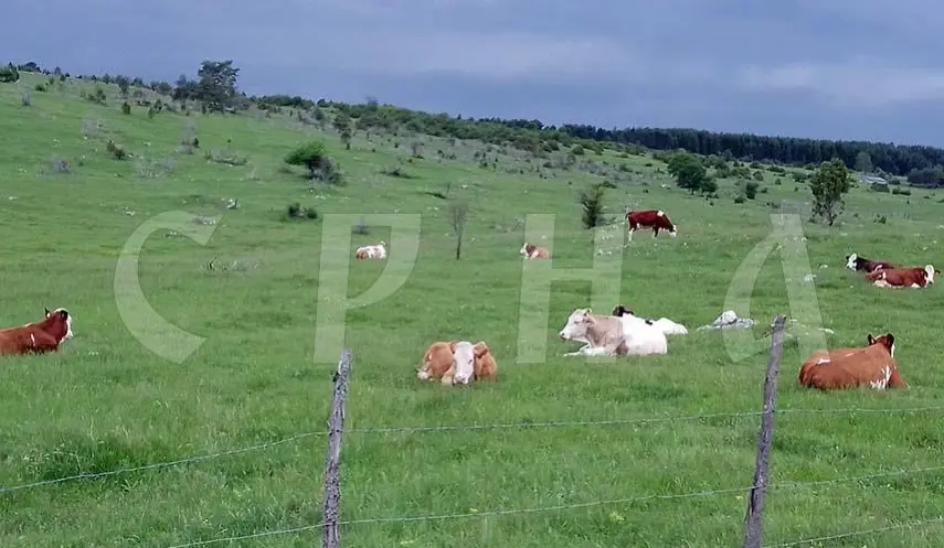 DAIRY FARMERS OF "BLAGO ROMANIJE" SET REGIONAL RECORD IN MILK DELIVERY