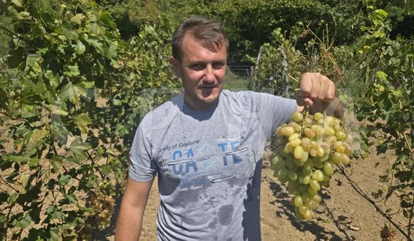 GIANT GRAPES FROM RUSSIA ALSO GROW IN FOČA - VINEYARD WITH 106 VARIETIES OF GRAPEVINE