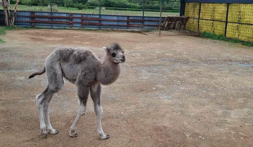 CAMELS NESI AND MESI GOT A BABY CAMEL AT THE FOOT OF KOZARA