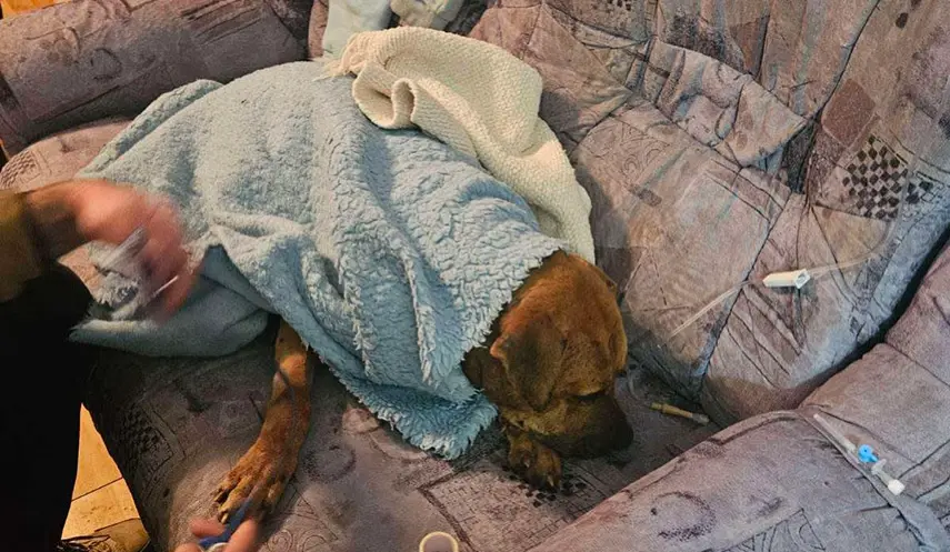 ANOTHER PERSON ARRESTED FOR ORGANIZING DOG FIGHTS IN DERVENTA