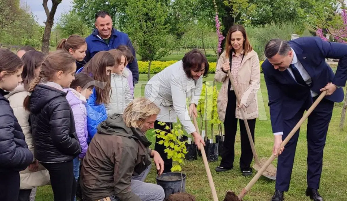 VIPOTNIK PLANTED YELLOW BEECH, FIRST PROTECTED TREE SPECIES IN SRPSKA
