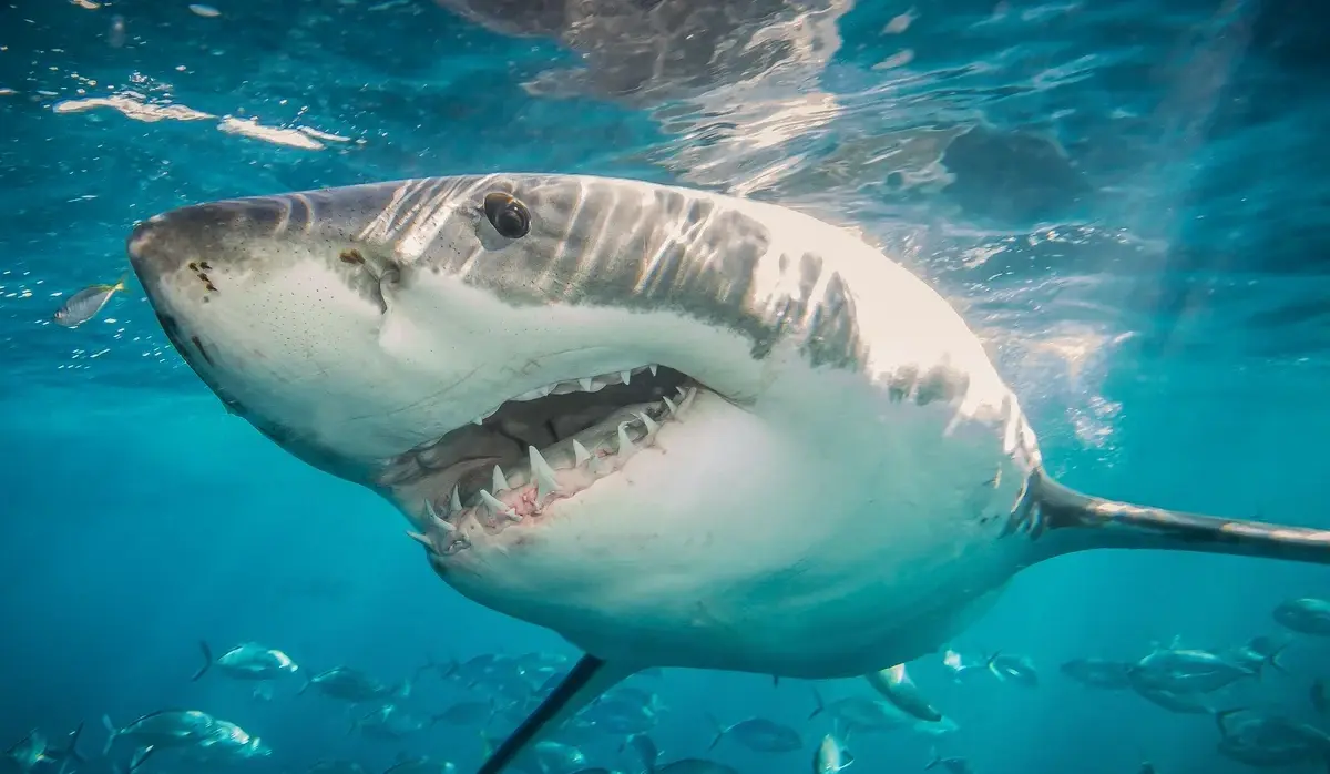 MAN DIES AFTER SHARK ATTACK NEAR THE GREAT BARRIER REEF