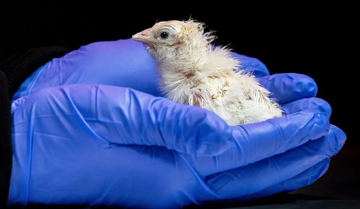 BABY CHICKENS OF EXTINCT BIRD SPECIES HATCHED FROM ARTIFICIAL EGG