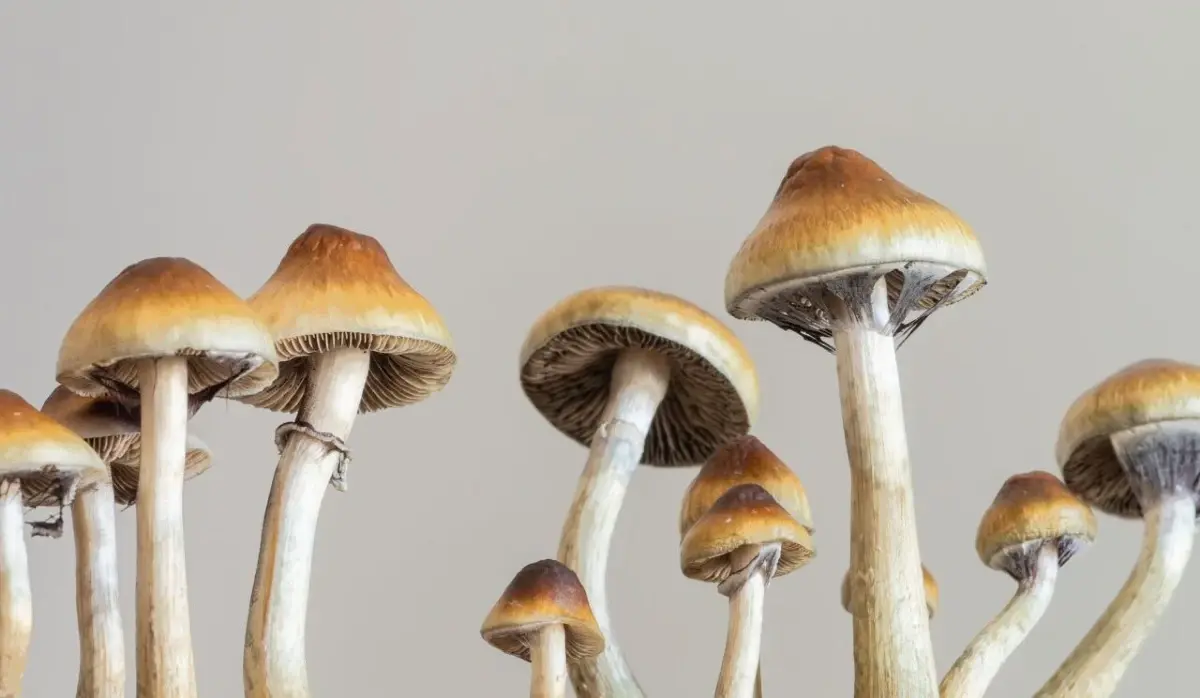MAGIC MUSHROOMS TREAT DEPRESSION, REDUCE ADDICTION