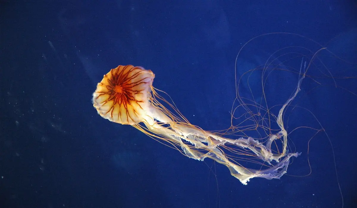 SEA IN ISTRIA TEEMING WITH JELLYFISH, CAN CAUSE PAINFUL BURNS AND SKIN SWELLING