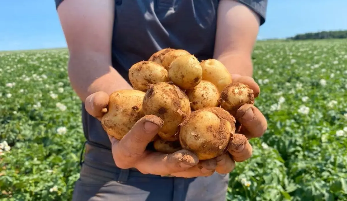 SURPLUS OF POTATOES LOWERS PRICES