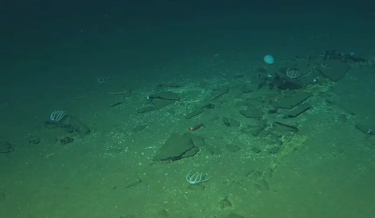 WHALE GRAVEYARD AROUND FIVE MILLION YEARS OLD DISCOVERED