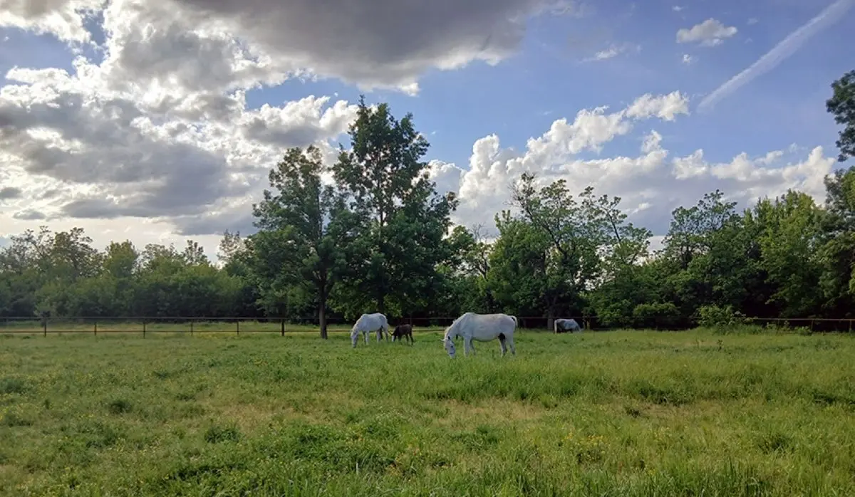 INVESTMENT OF BAM 200,000 FOR MODERNIZATION OF VUČIJAK STUD FARM