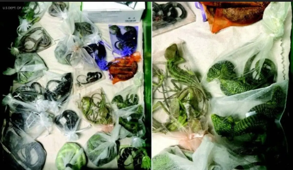 MAN TRIED TO SMUGGLE MORE THAN 60 REPTILES UNDER HIS CLOTHING