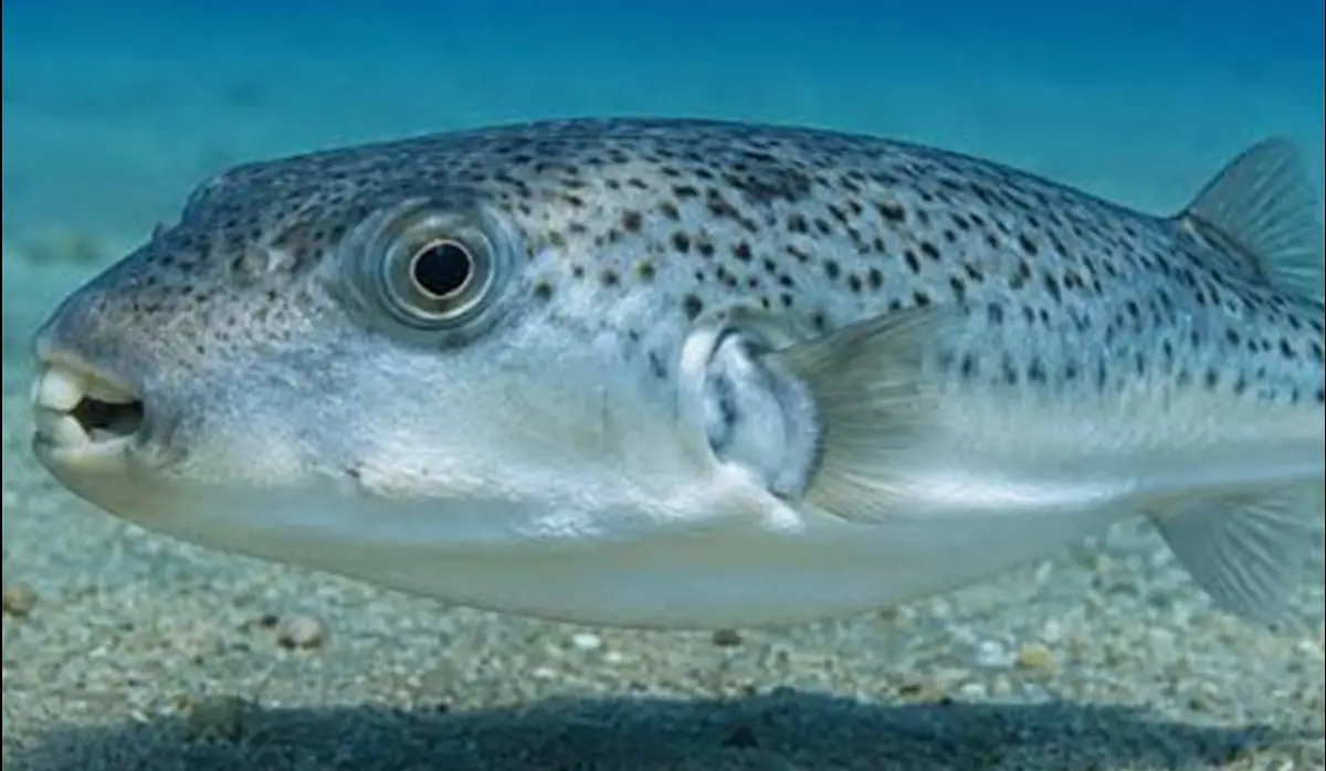 SILVER-CHEEKED TOADFISH - NEW THREAT IN MEDITERRANEAN WATERS