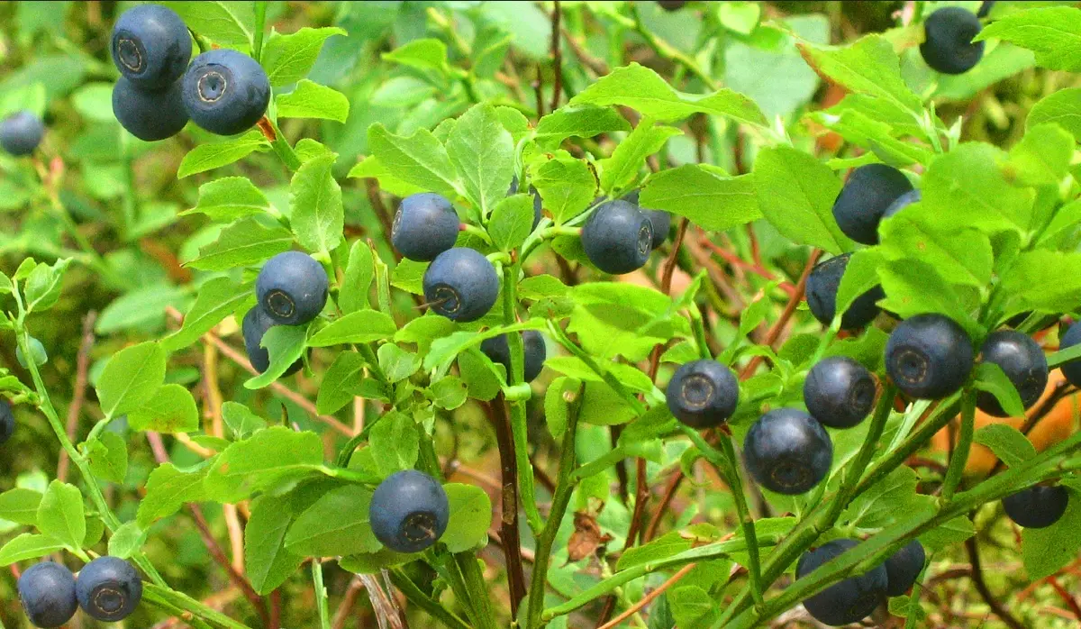 INITIATIVE TO PROTECT TRNOVO BLUEBERRY’S GEOGRAPHICAL ORIGIN LAUNCHED
