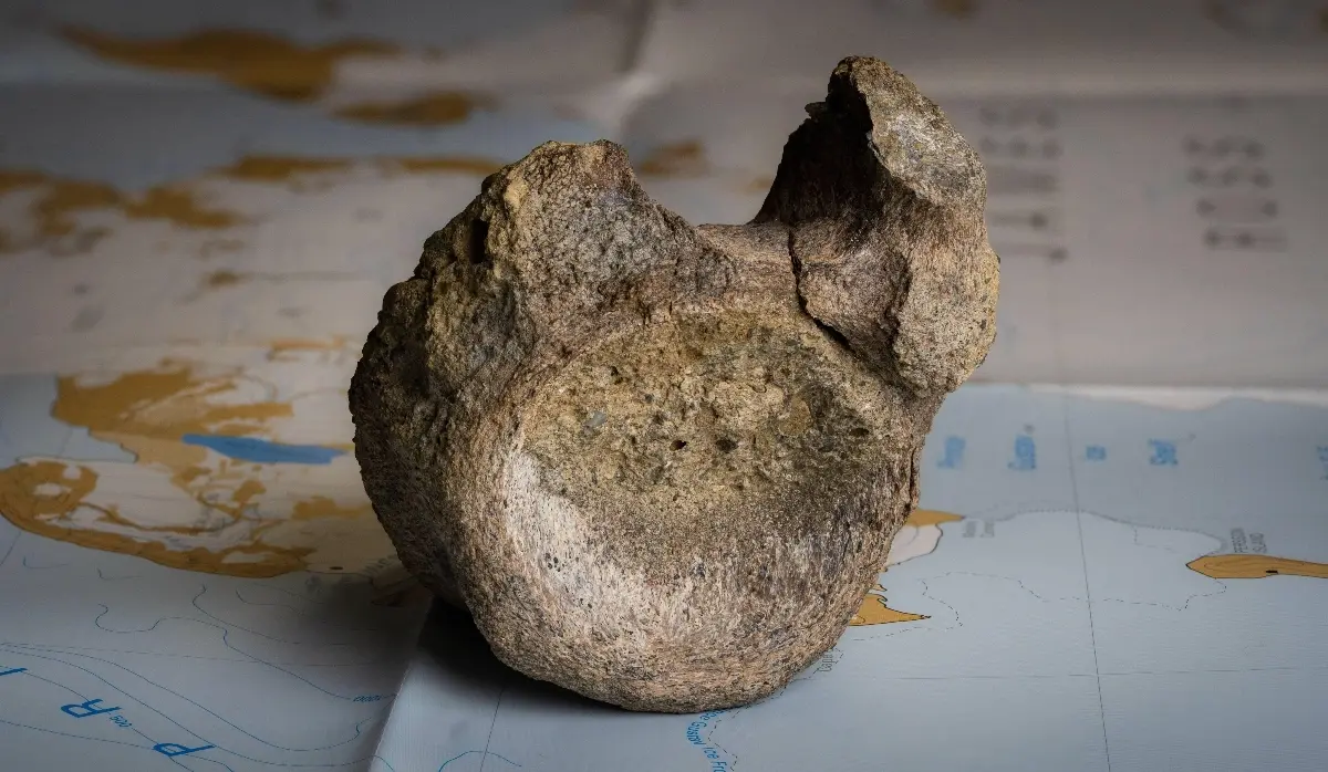 FIRST DINOSAUR BONE FOUND IN ANTARCTICA SPENT 40 YEARS IN A DRAWER