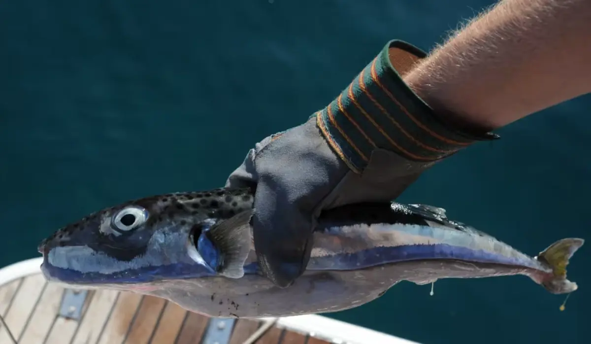 POISONOUS FISH FOUND IN CROATIA CONTINUES TO SPREAD