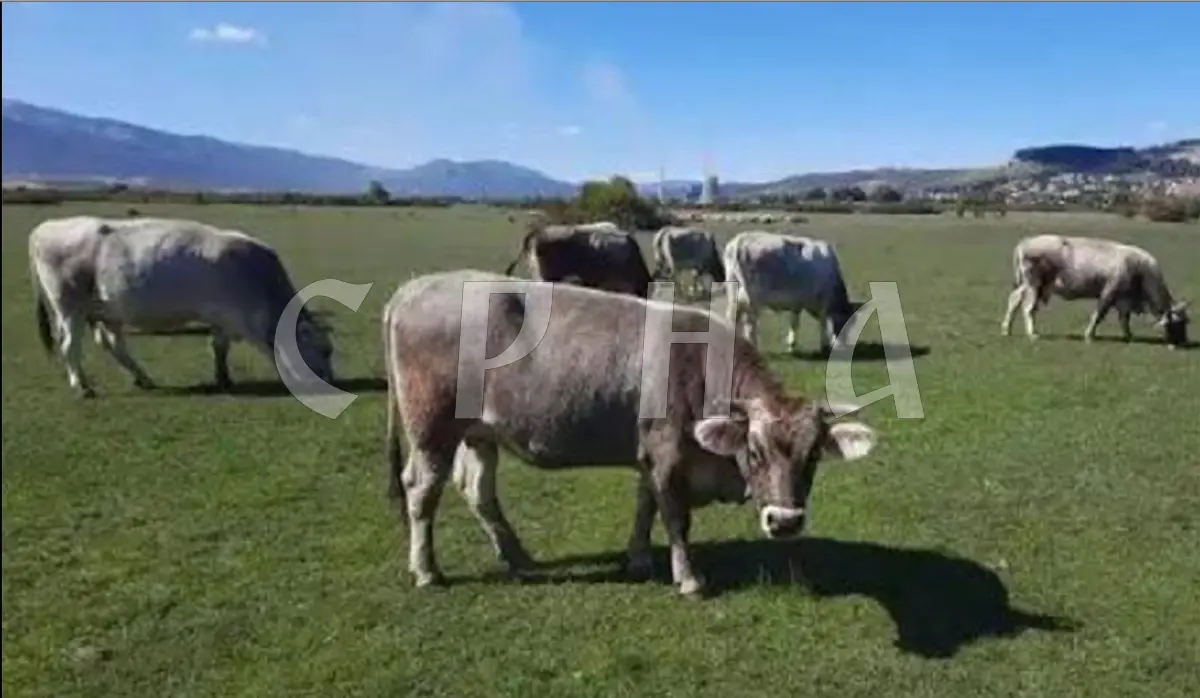 PROJECT TO PRESERVE INDIGENOUS BREEDS AND PROMOTE DAIRY AND MEAT PRODUCTS LAUNCHED