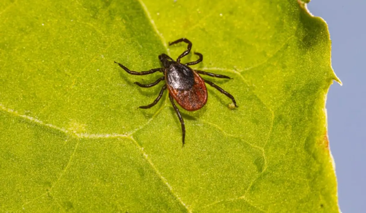 TICKS TRANSMIT NUMEROUS DISEASES; REMOVE THEM CAREFULLY