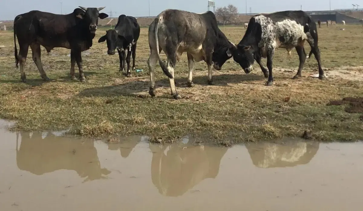 IPHONE PARTS FACTORY ACCUSED OF CONTAMINATING GROUNDWATER ON FARMLAND