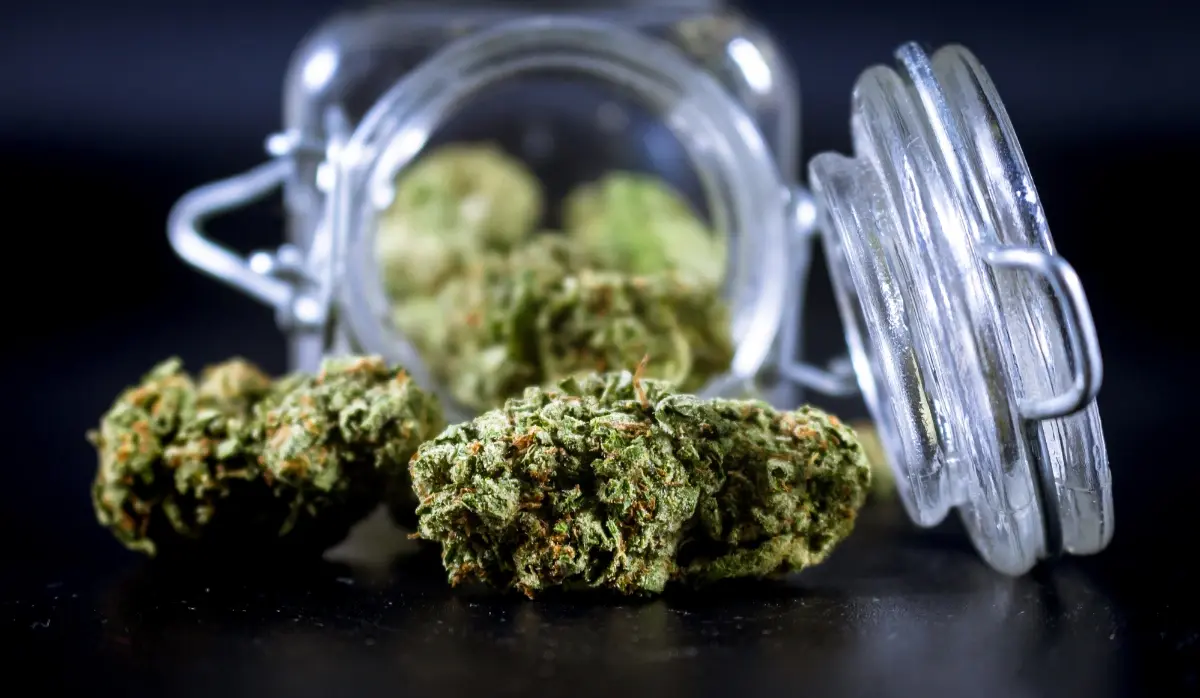 MORE THAN 90 KILOGRAMS OF MARIJUANA SEIZED