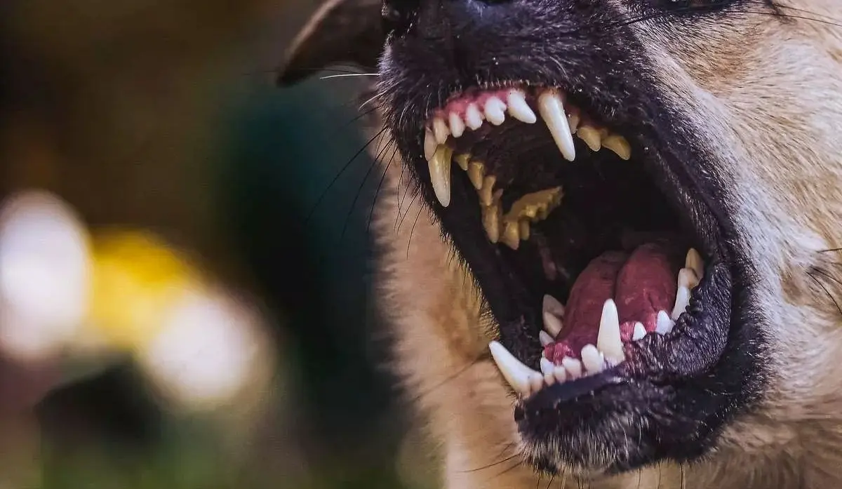 FOUR-YEAR-OLD GIRL MAULED TO DEATH BY DOG
