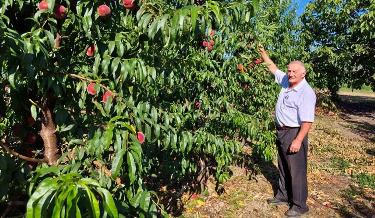 PEACH HARVEST BEGINS, GOOD YIELD AND QUALITY