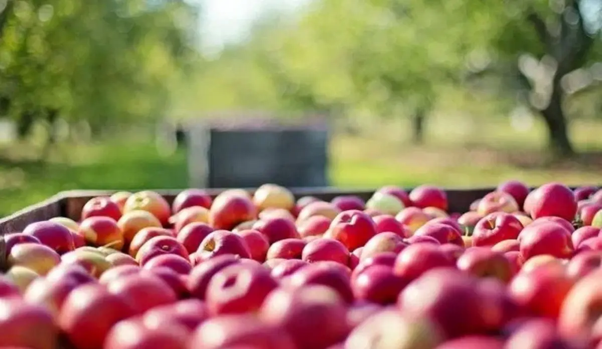 RECORD EXPORT OF APPLES AND PEARS CONFIRMS SUCCESSFUL COOPERATION WITH RUSSIA