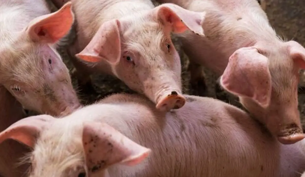AFRICAN SWINE FEVER DETECTED IN TWO HOUSEHOLDS IN THE VILLAGE OF GRADAC