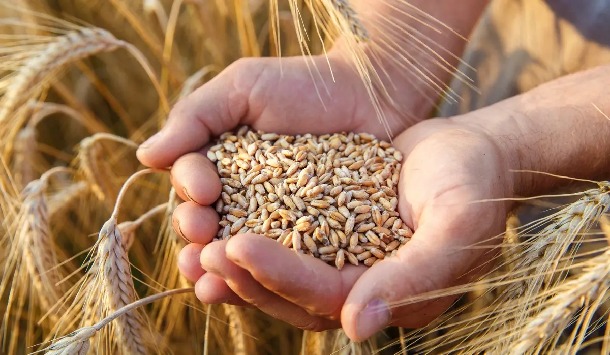 BAM 12 MILLION PAID IN WHEAT PREMIUM PAYMENTS