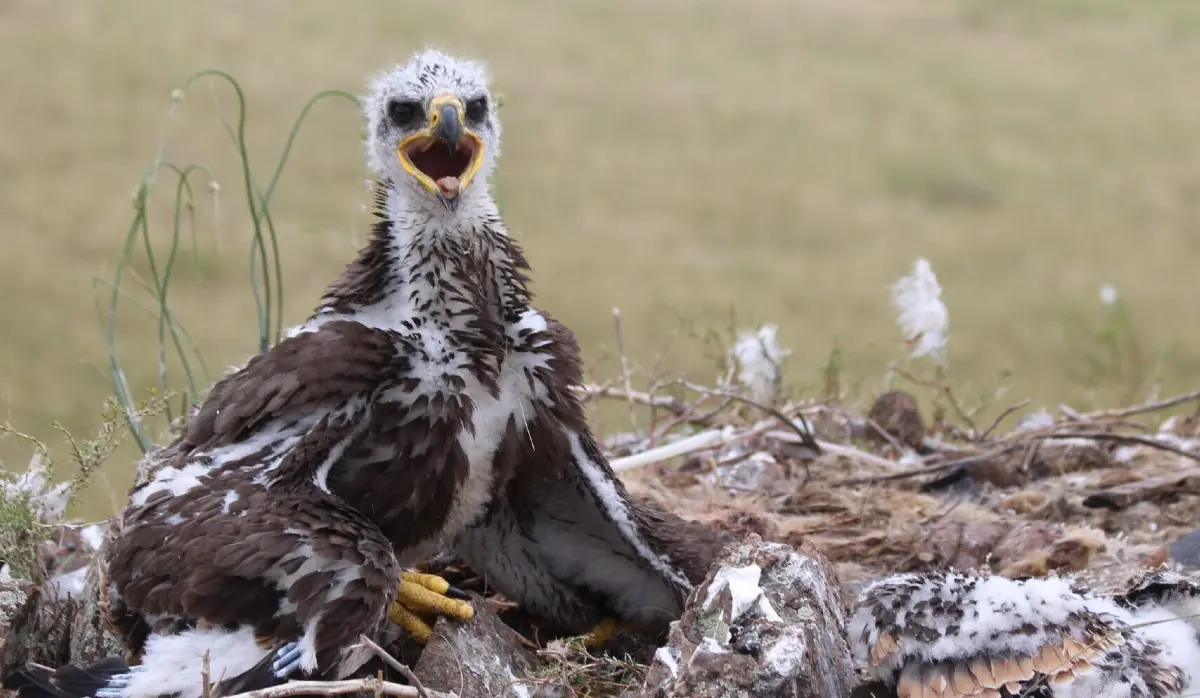FOUR YOUNG IMPERIAL EAGLES TAGGED FOR MONITORING