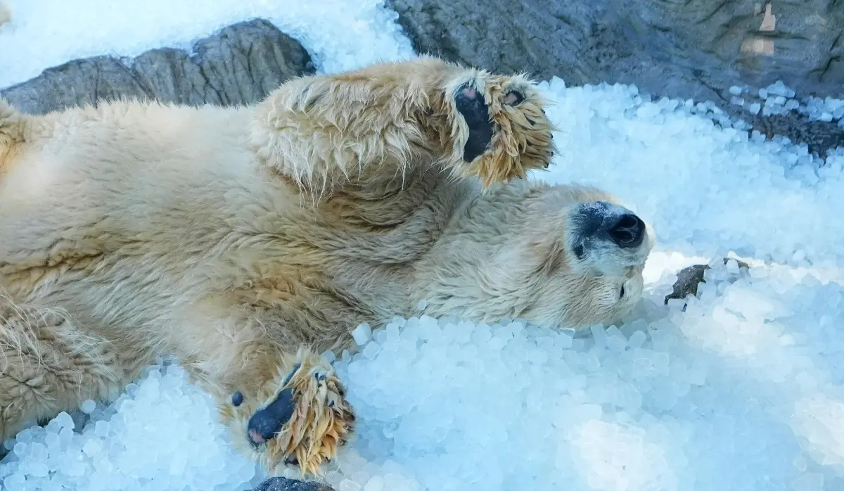 TONNES OF ICE FOR POLAR BEARS AT PRAGUE ZOO