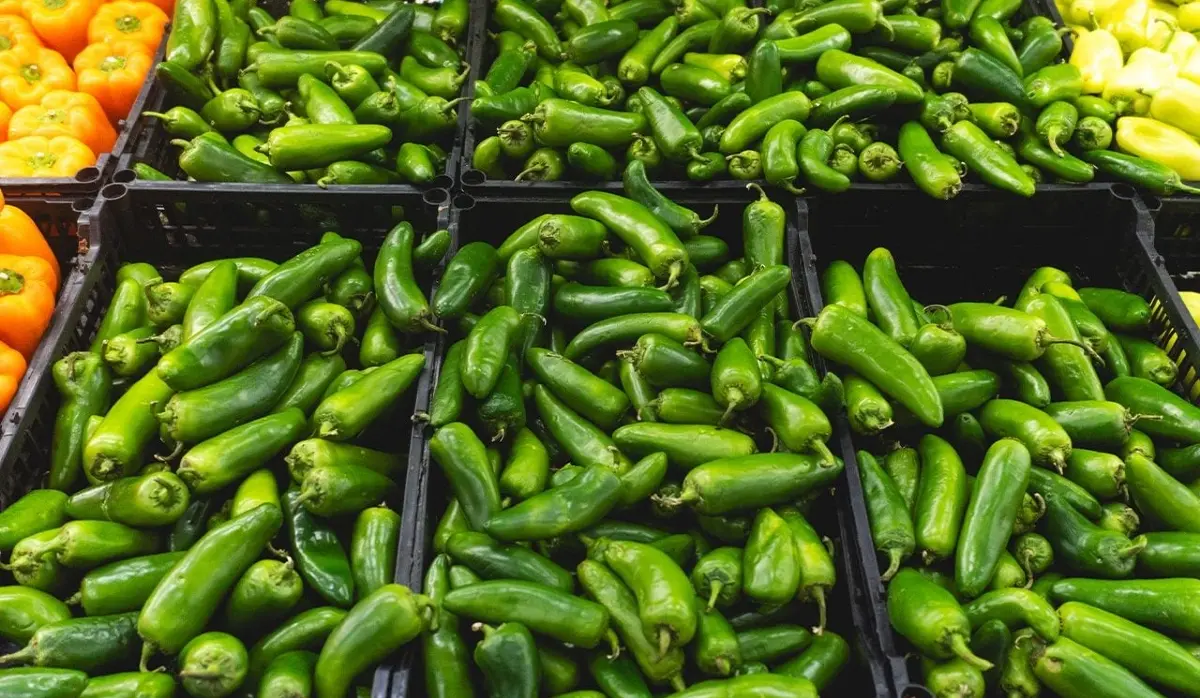 SALMONELLA OUTBREAK TIED TO JALAPENO PEPPERS