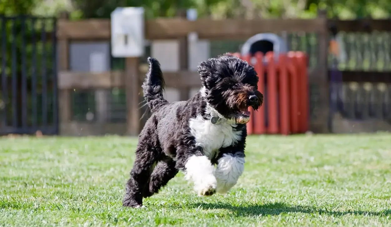 DOGS CAN DISTINGUISH EMOTIONS ON HUMAN FACES