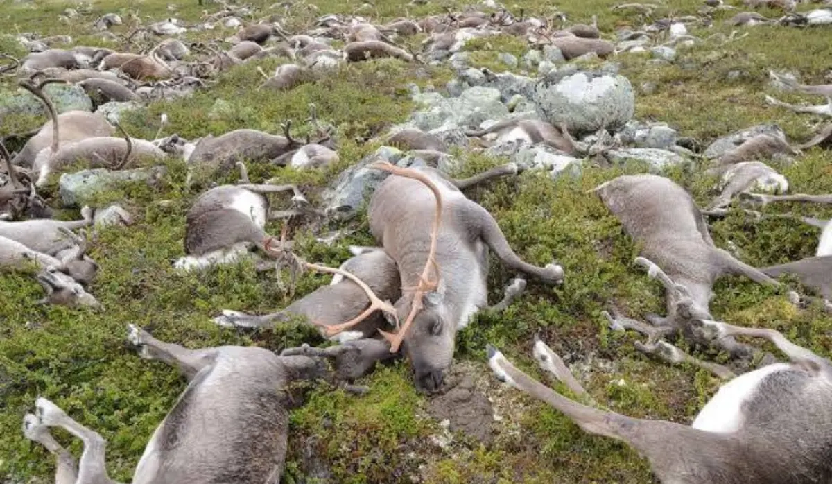13 REINDEER DIE ON SVALBARD, CAUSE UNKNOWN
