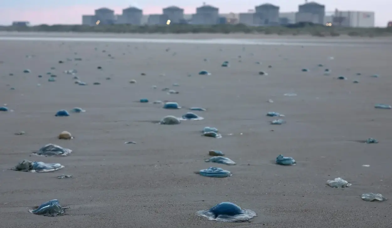SWARM OF JELLYFISH BLOCKS NUCLEAR REACTOR