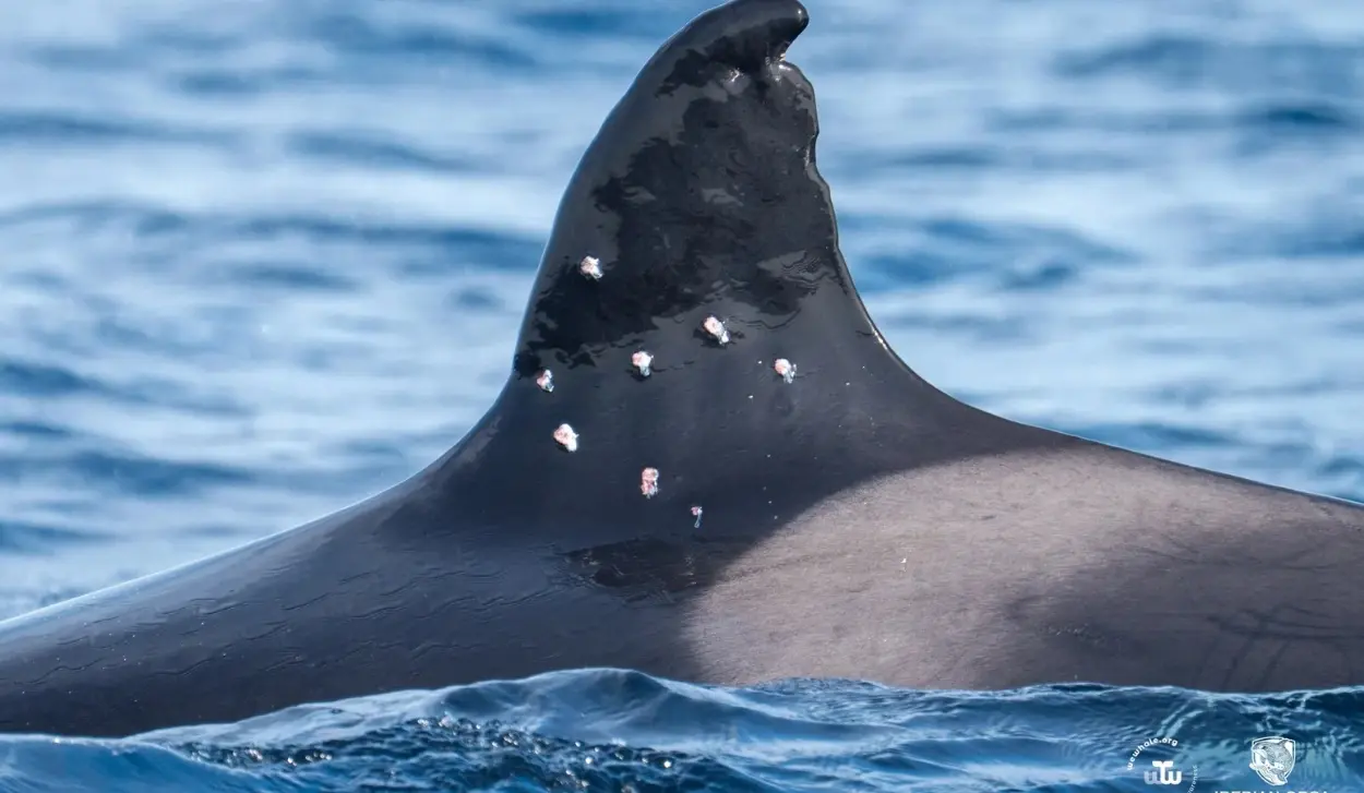 CRIMINAL INVESTIGATION LAUNCHED AFTER ORCA TONI WAS SHOT