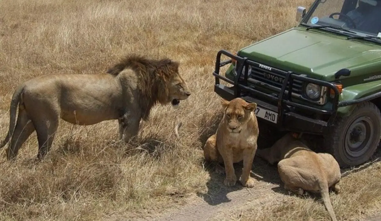 TEN LIONS POISONED IN PROTECTED AREA