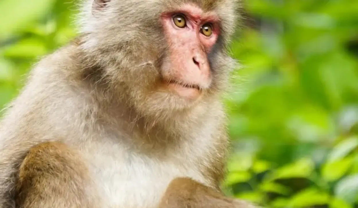 GROUP OF MONKEYS ATTACKS MAN AT SPA