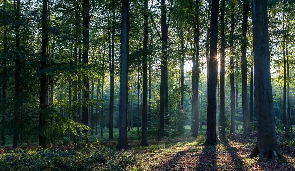 AROUND 11 MILLION HECTARES OF FOREST DISAPPEAR EVERY YEAR