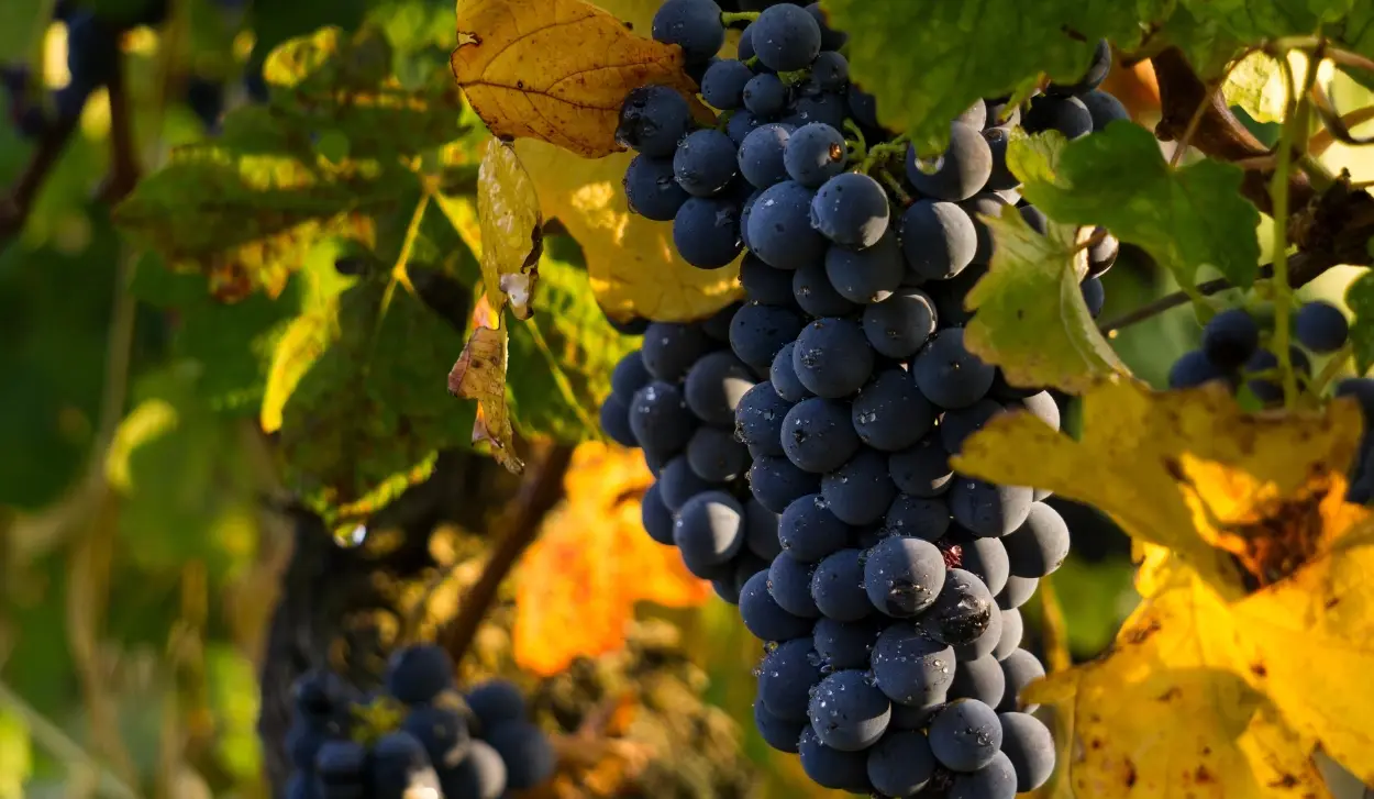 GRAPE HARVEST EVEN BETTER THAN LAST YEAR, EXCELLENT QUALITY