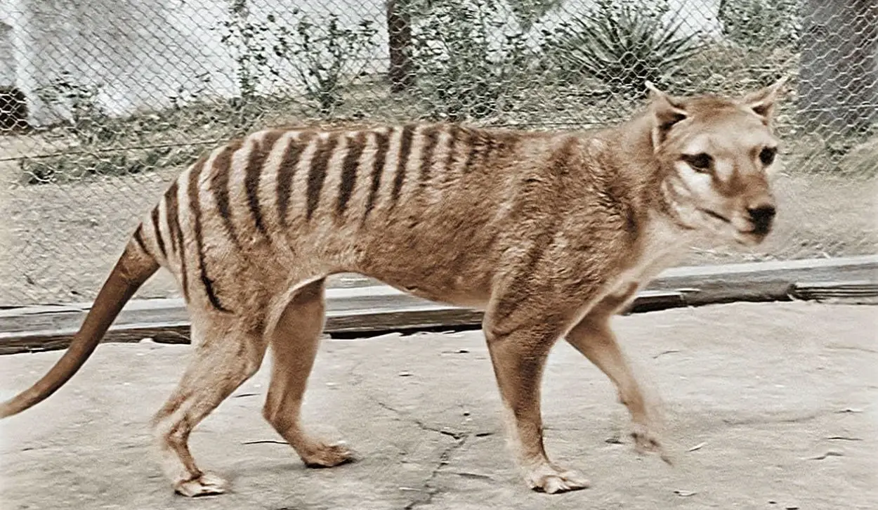 TASMANIAN TIGER COULD WALK THE EARTH AGAIN WITHIN A DECADE