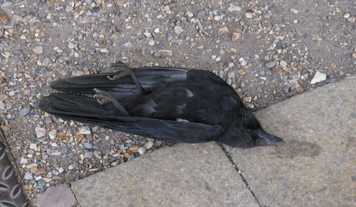 WEST NILE VIRUS CONFIRMED IN DEAD GREY CROWS
