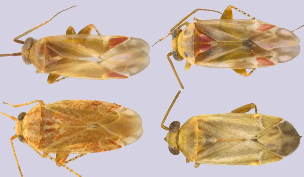 SCIENTISTS NAME FOUR NEW INSECT SPECIES AFTER TAYLOR SWIFT