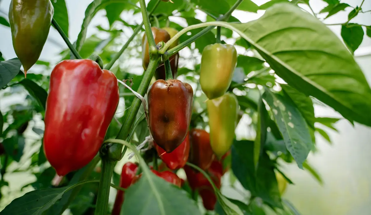 14.7 TONNES OF RED PEPPERS FROM ALBANIA DESTROYED OVER PRESENCE OF BANNED FUNGICIDE