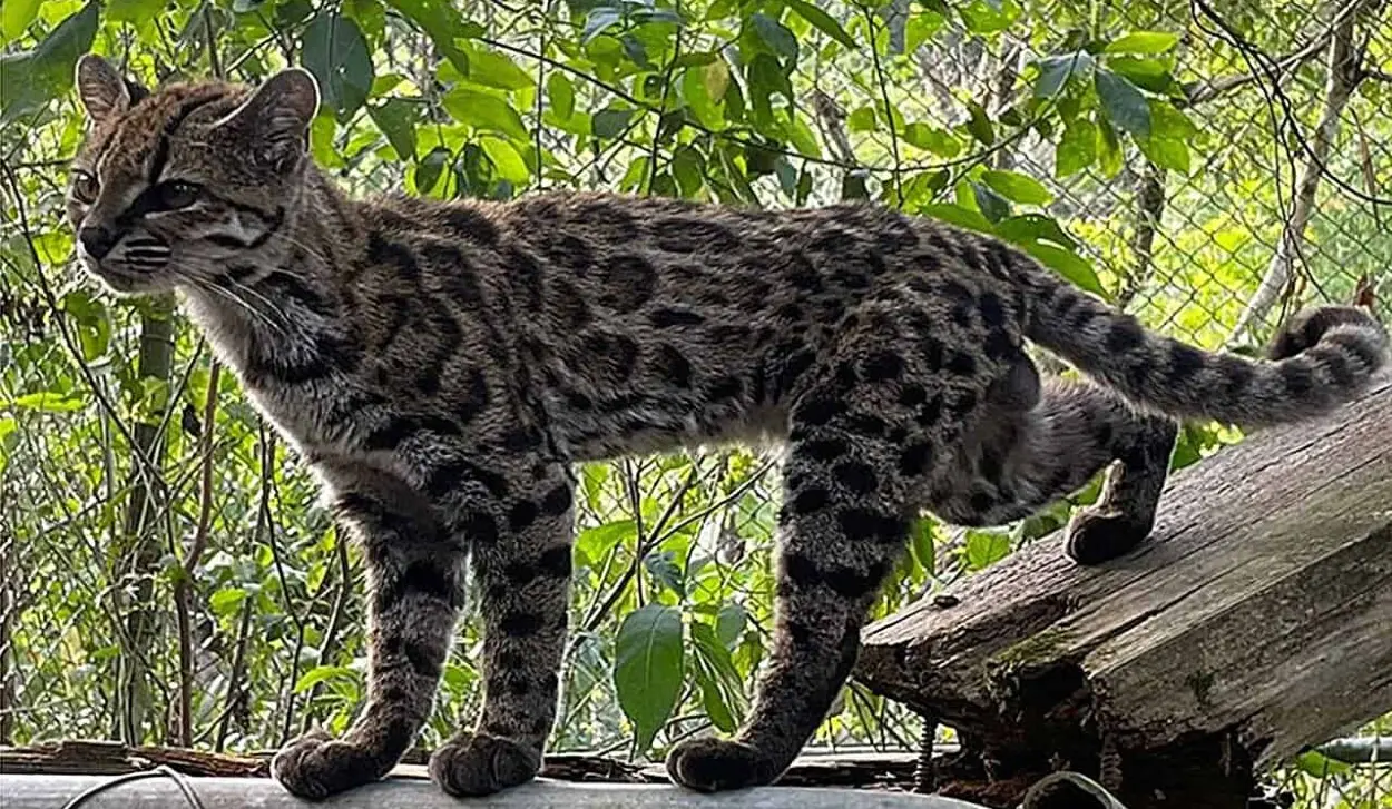 NEW SPECIES OF WILD CAT IDENTIFIED IN BOLIVIA
