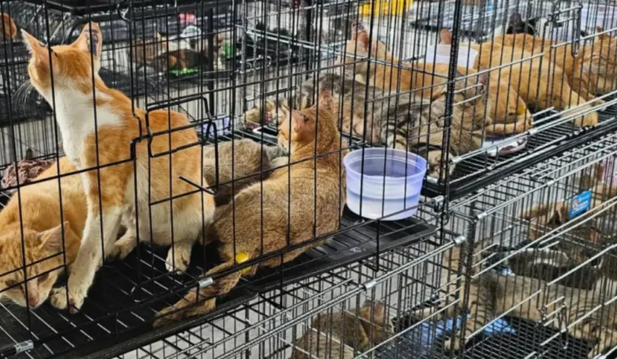 2,700 CATS STOLEN FOR MEAT TRADE, 12 SUSPECTS DETAINED