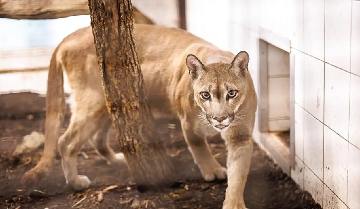PUMA SIGHTING REPORTED NEAR MUNICH AIRPORT