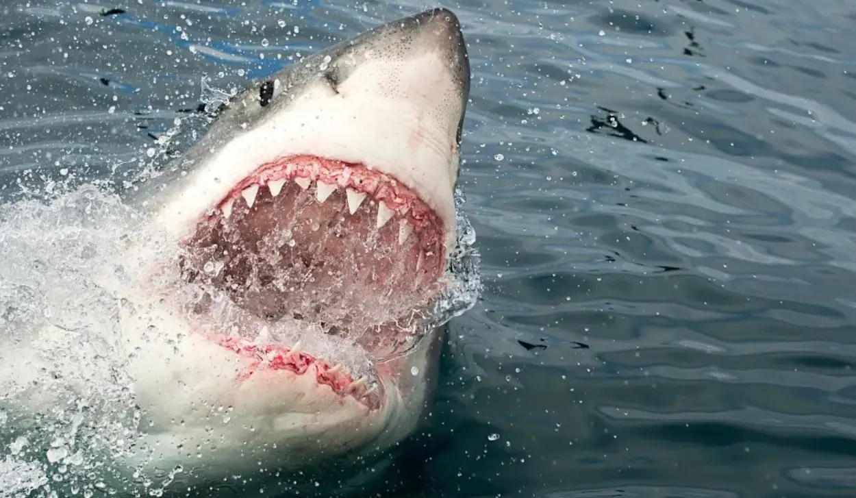 SHARK KILLS WOMAN IN SOUTH AFRICA