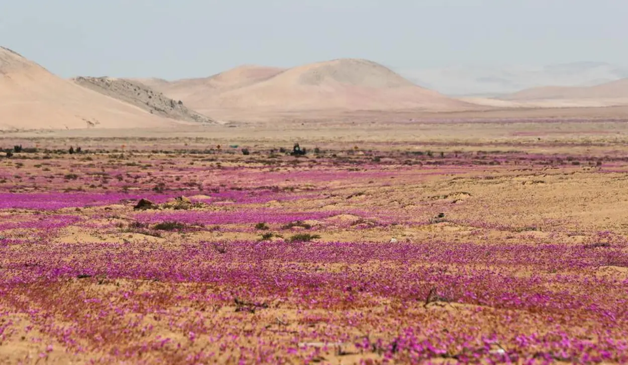 ATACAMA DESERT BLANKETED IN FLOWERS AFTER HEAVY RAINS