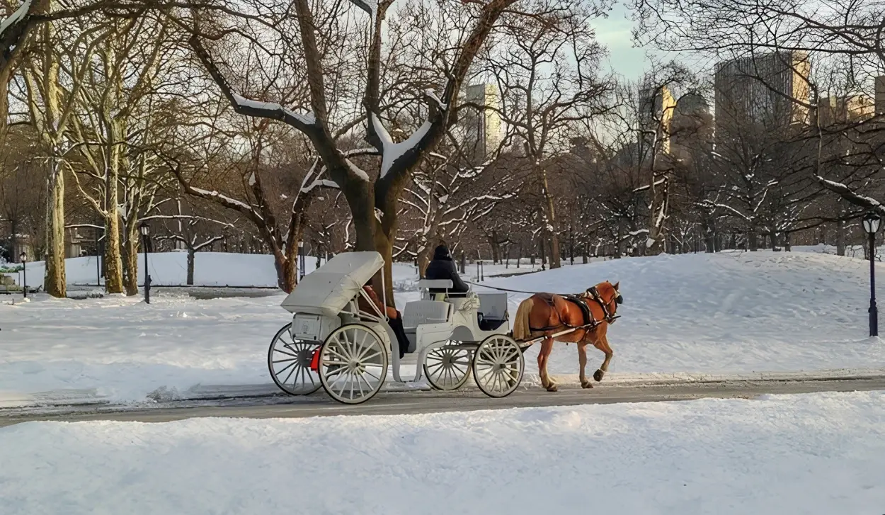 END TO HORSE-DRAWN CARRIAGE RIDES