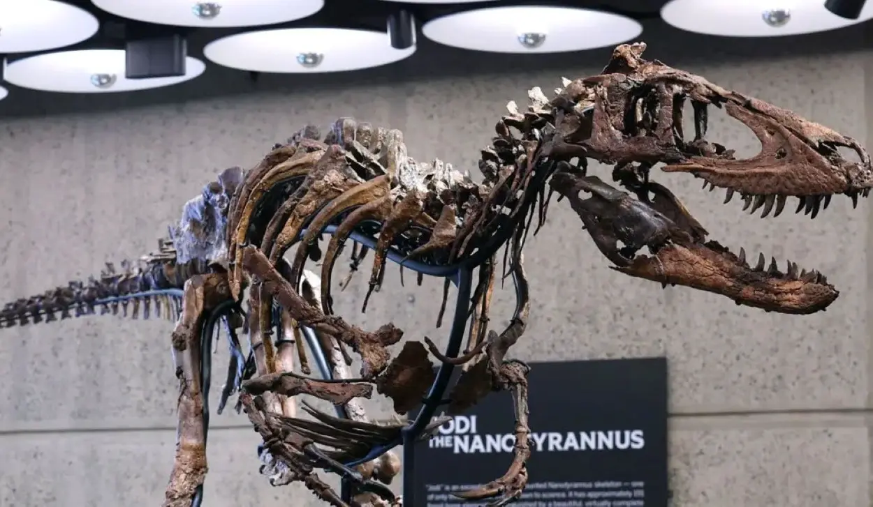 DINOSAUR SKELETON SOLD FOR $47 MILLION