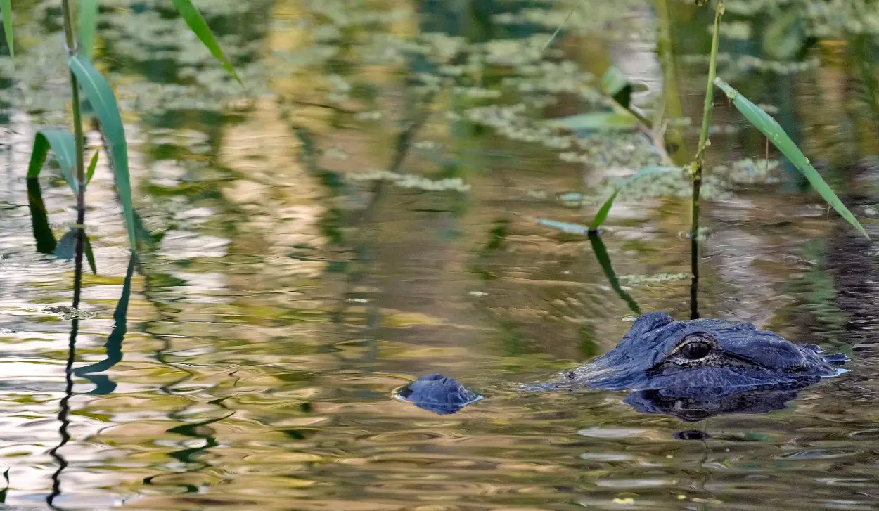 ALLIGATOR DRAGS FISHERMAN INTO LAKE AND KILLS HIM